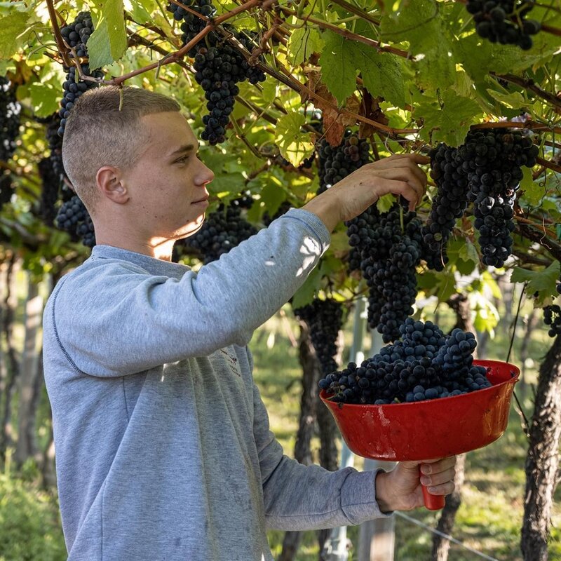 Cantina Zanini Luigi